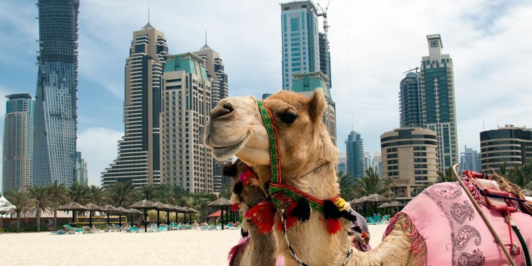 Dubai / Ντουμπάι: Camel