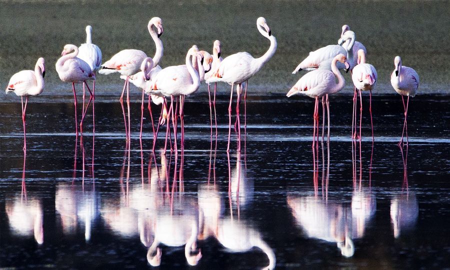 Larnaca / Λάρνακα: Salt Lake Flamingos